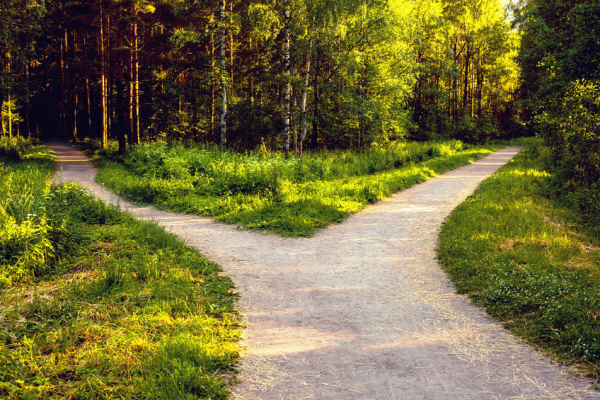 Two Paths in the Park